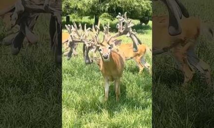 The Most INSANE Whitetail Deer Ever Caught On Camera