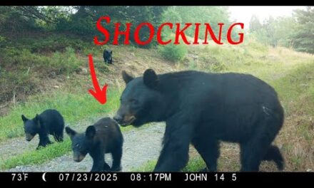 Top 20 Trail Camera Videos of July 2025