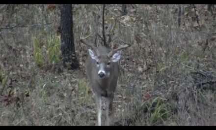 Top Tips for Trail Camera Placement