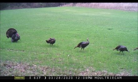 Trail cam Time Lapse Jan-June 2020, Illinois homestead wildlife conservation