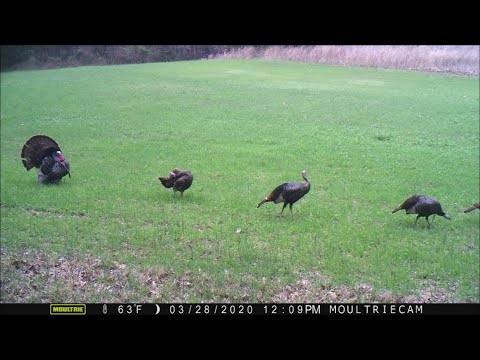 Trail cam Time Lapse Jan-June 2020, Illinois homestead wildlife conservation