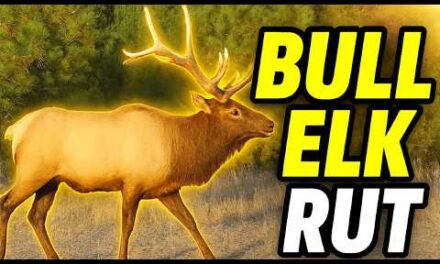 Trail Camera Footage From Idaho's Backcountry | 2025 Week 34