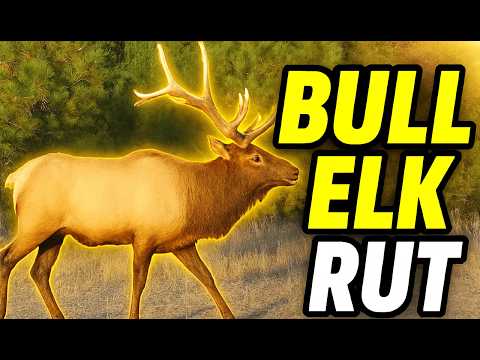 Trail Camera Footage From Idaho's Backcountry | 2025 Week 34