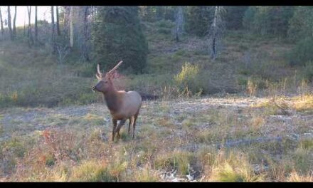Trail Camera Footage From Idaho's Backcountry | 2025 Week 38