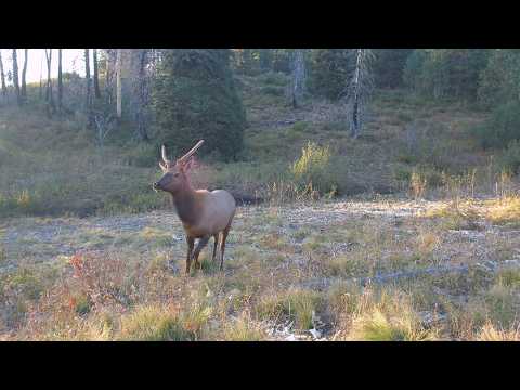 Trail Camera Footage From Idaho's Backcountry | 2025 Week 38