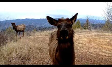 Trail Camera Footage From Idaho's Backcountry | 2025 Week 50