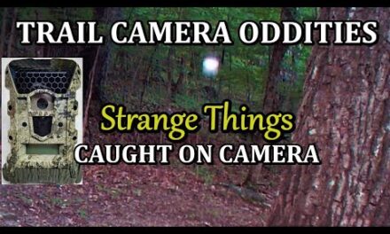 Trail Camera Oddities of Strange Things Caught on Camera