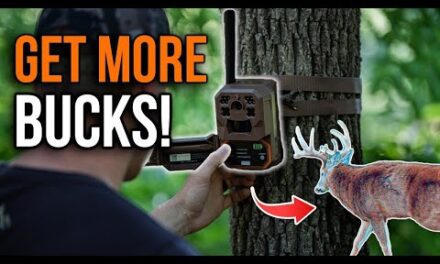 Trail Camera Placement Guide — Where & How to Hang for Best Results