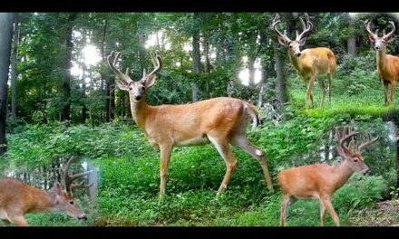 Trail Camera: Whitetail Buck Deer Compilation