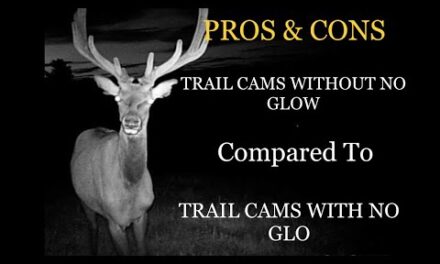 Trail cameras  pros & cons without no glow compared to trail cams with no glow