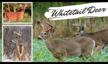 Whitetail Deer Videos | AMAZING Up Close Footage!